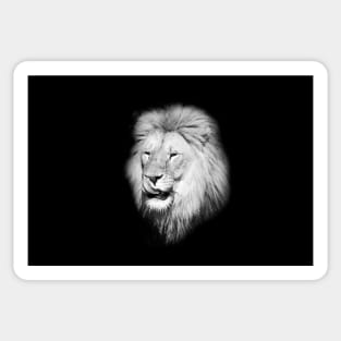 Lion 1/4/22 / Swiss Artwork Photography Sticker